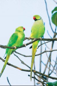 Keep an eye out for invasive parakeet